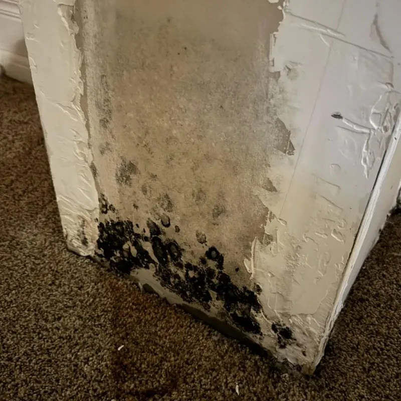 Professional Mold Removal in Erick, OK